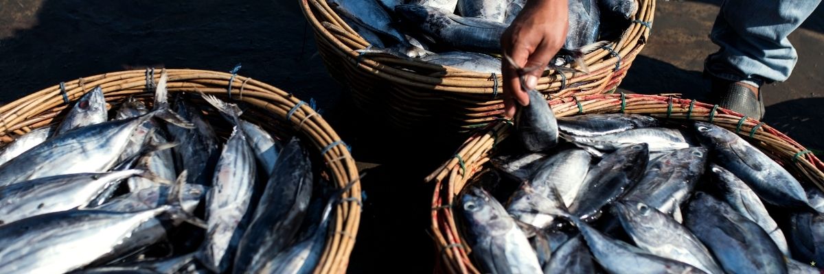 Van Gölü’nde Balıkçılık ve İnci Kefali Sezonu