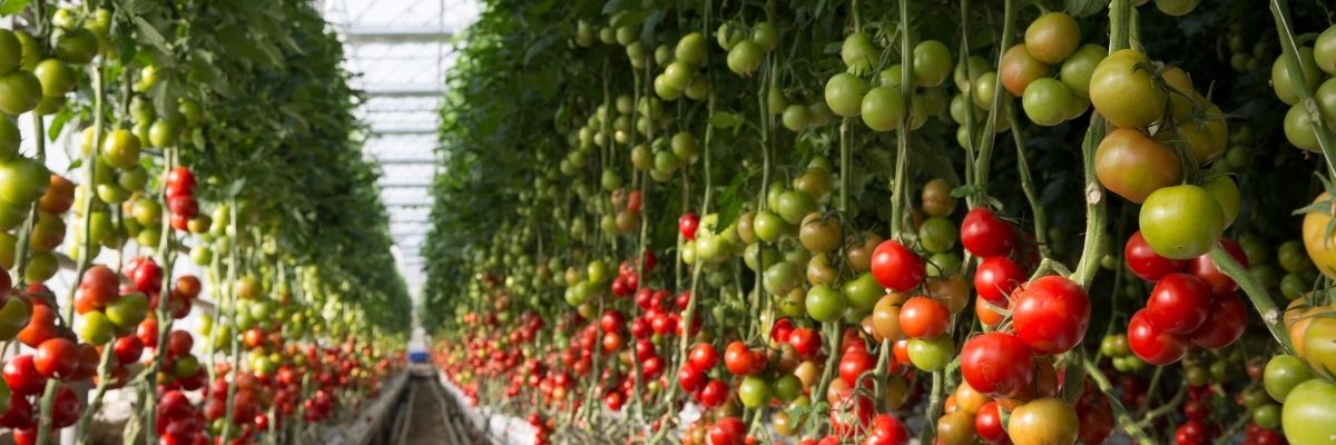 Van’da Seracılık Faaliyetlerinde Son Durum