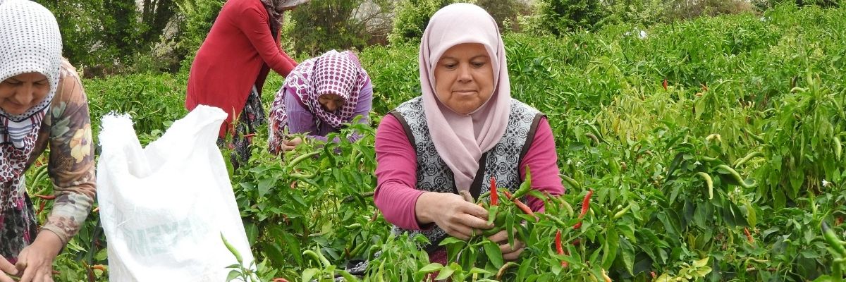 Van’daki Kadın Kooperatifleri ve Yerel Ekonomiye Katkıları